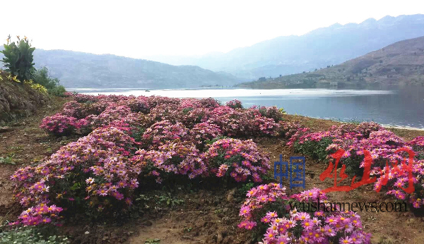 大昌湖湿地花卉园 红叶节邀您赏菊花 — 巫山网