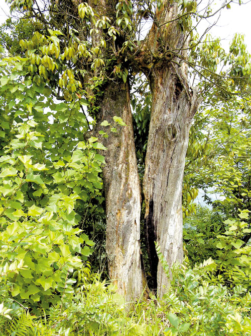 路旁一株古老苍劲而又生机盎然的檬子树,高12米,粗1.8米.