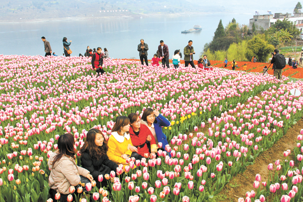 【大昌湖湿地花卉园】系列报道 — 中国.巫山网