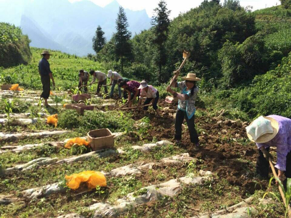 挖土豆. 记者 向君玲 摄